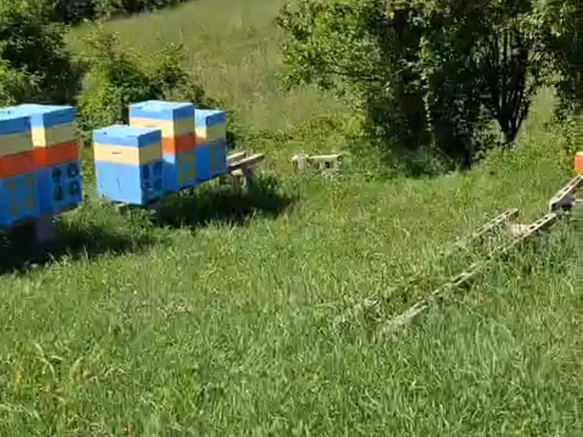 Paesaggio verde con arnie nella Val Nure