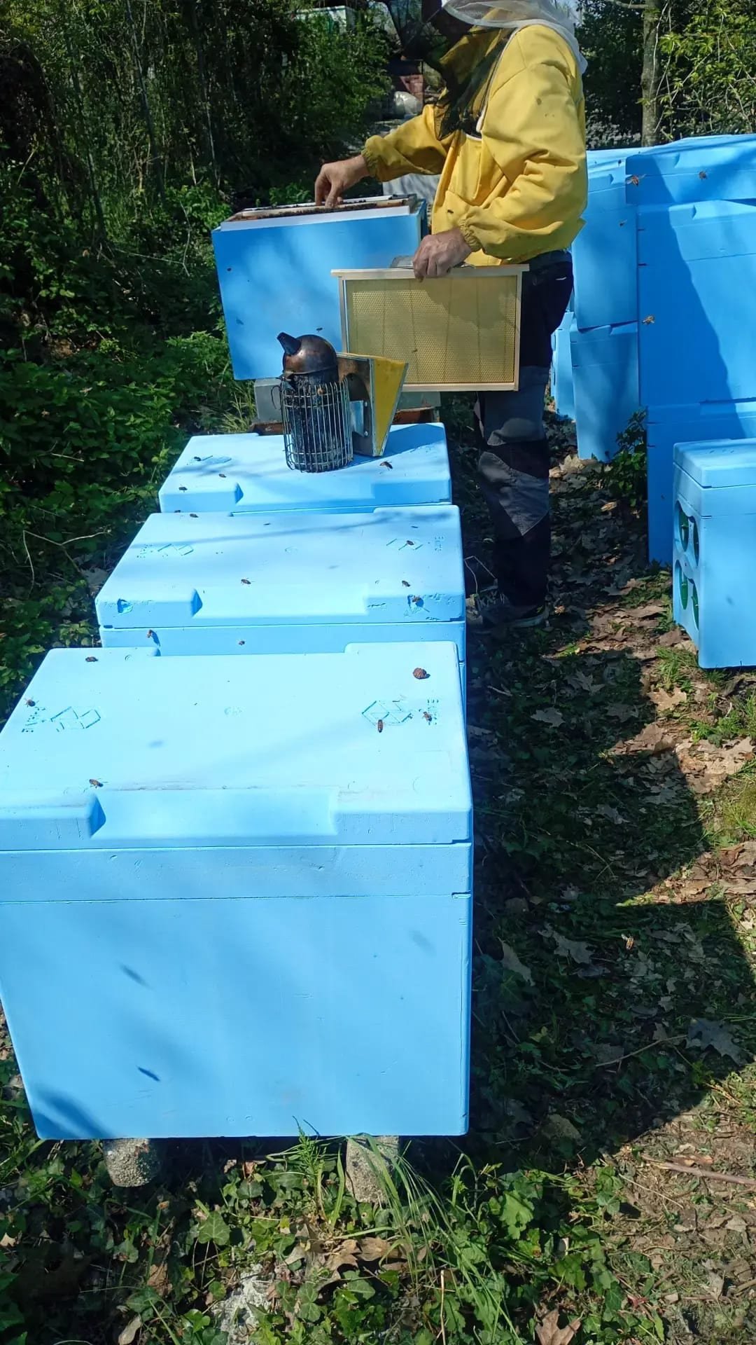 Apicoltore al lavoro accanto alle arniette blu