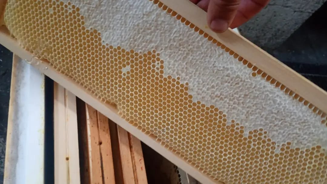 Telaino con cera osservato durante la preparazione in apiario